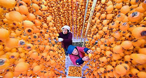 Фото дня: урожай хурмы