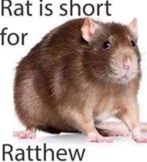 ratthew rmakemesuffer