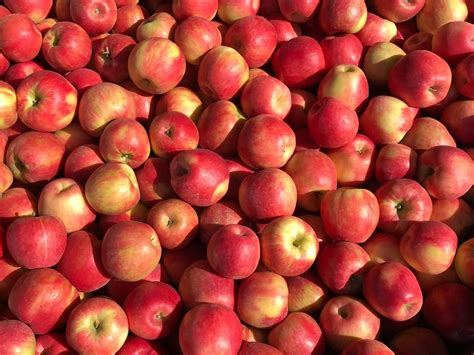 Honeycrisp - RD8 Fresh Produce