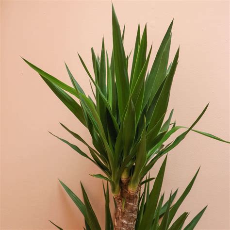 Yucca Cane - The Mellow SF