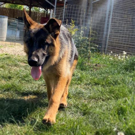 german shepherd dogs  puppies  sale newdoggycom