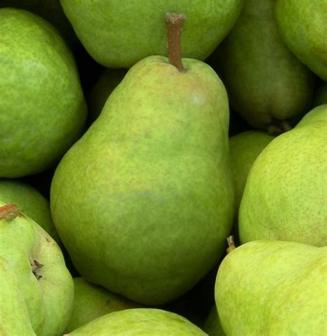 FOOD HISTORY: Origin of pears