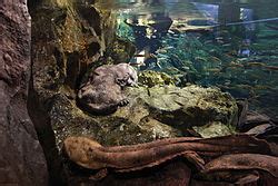 Terrarium Amphibien – Reptiles Zoo