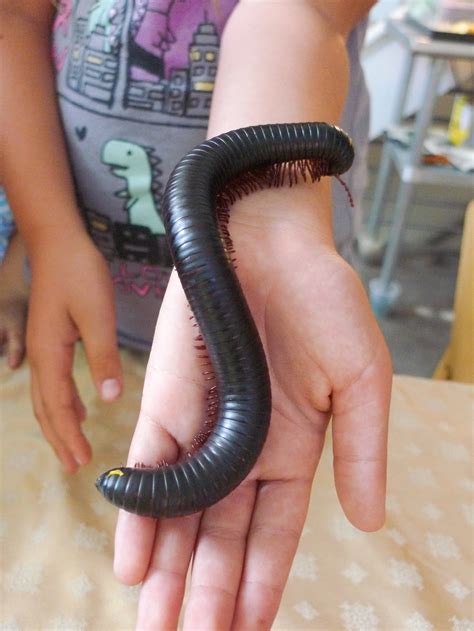 For the Love of Bugs: the Insect Discovery Lab — Ronnie's Awesome List