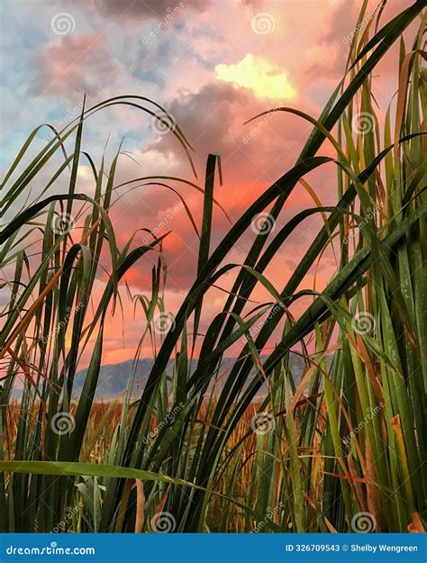 Pink Sunrise Skies Over Cattails Stock Image - Image of nature, summer