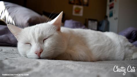 Chatty Cats: Countdowns, Friends and More! - Three Chatty Cats