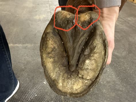 Sensitive to pressure at heel bulbs - Horse Care - Chronicle Forums