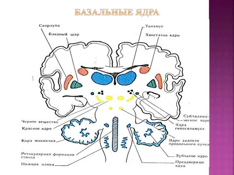 Мозжечок, синдромы поражения. Экстрапирамидная система, синдромы ...