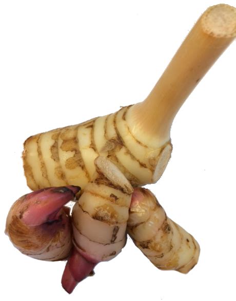 Galangal 100g