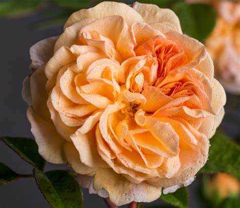 Роза Чарльз Остин Фото И Описание – Telegraph