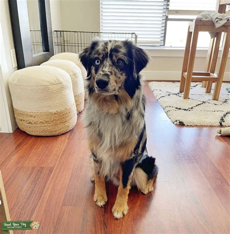 Blue Merle Miniature Australian Shepherd - Stud Dog in Houston, United