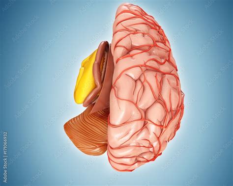 Illustration of anatomy of human brain and arteries Stock Photo | Adobe ...