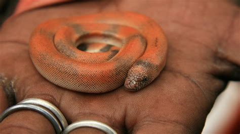 How to Take Care of a Baby Snake | Pet Snakes - NewbieTo Pets