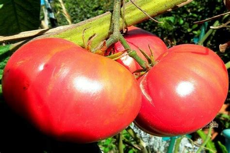 Томат Розовый гигант: отзывы, секреты выращивания, описание, фото