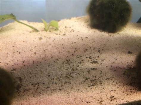 Shrimp Shaped Poop at Wilda Talley blog