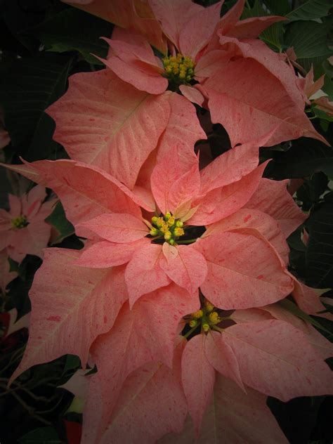 Arrowhead Alpines Blog: Proper Poinsettias