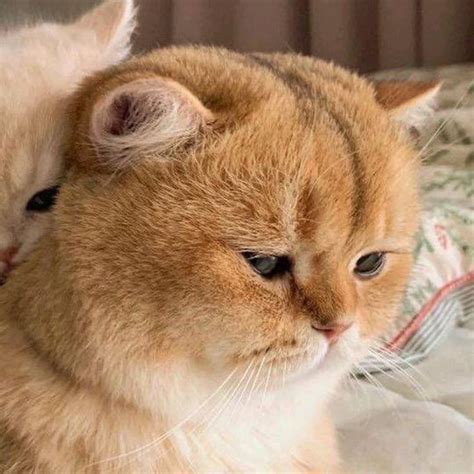 котики | Милые котики, Котята, Любители кошек