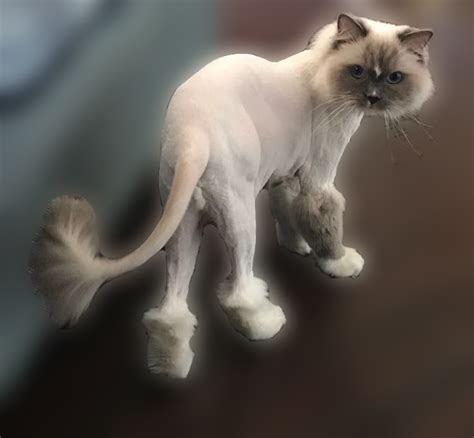 Стрижка котов в Екатеринбурге | BarberPets