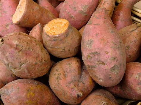 Купить семена Батат или Сладкий картофель Sweet Potato Centennial в ...