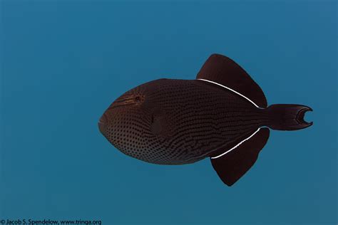 black triggerfish