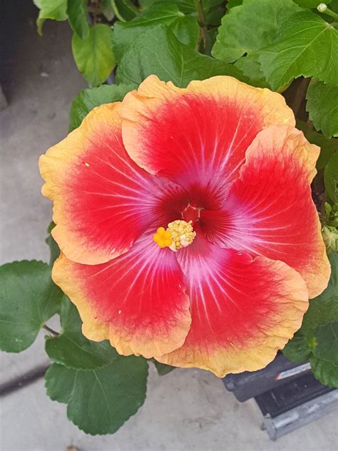 solve pretty hibiscus jigsaw puzzle    pieces