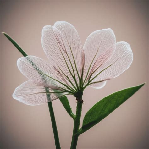 A fallará translation secret that changes the meaning 11