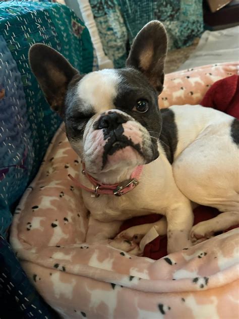 SNORT Rescue – Adopt a French Bulldog, Boston Terrier, English Bulldogs, Pug