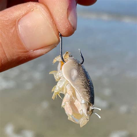 Finding and Using Sand Crabs - The Best Bait for Surf Fishing!
