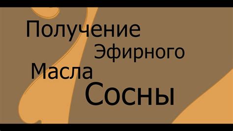 Получение эфирного масла сосны - YouTube