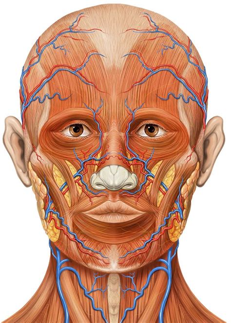 Face Muscle Anatomy