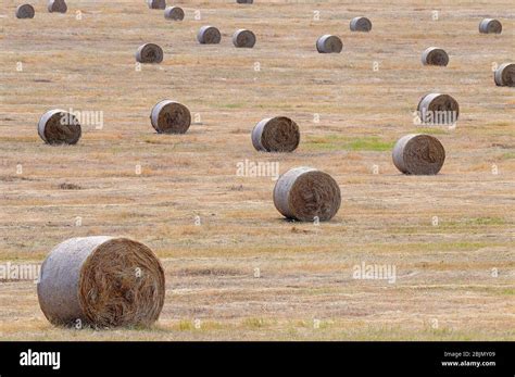 Spanish straw hi-res stock photography and images - Alamy