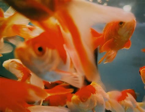 Fish Tank Background Photos, Download The BEST Free Fish Tank ...