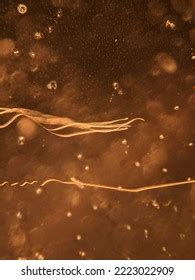 photo spider silk  microscope stock photo  shutterstock