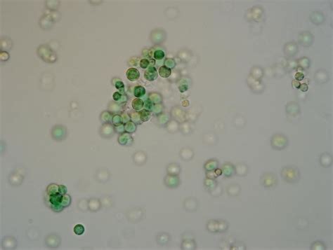Galdieria sulphuraria - Alchetron, The Free Social Encyclopedia
