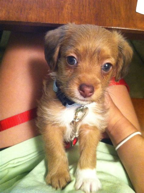 Toy Rat Terrier Mix at Brenda Gilland blog