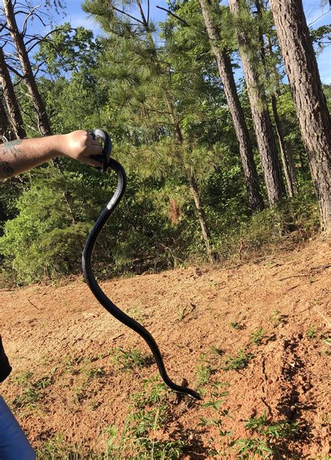 Saved this big Eastern black rat snake (Pantherophis alleghaniensis