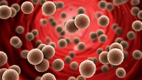 small ldl particles  hidden menace   heart