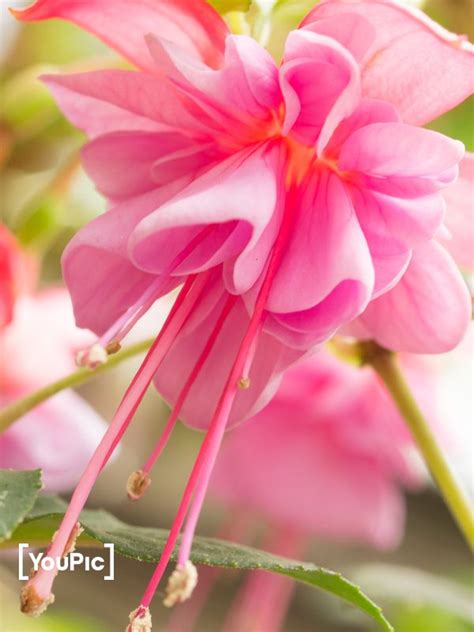 Fuchsia - Heidi Ann by Masanori MORIMOTO on YouPic