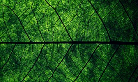 листья, текстура, фон, leaves texture backgrounds