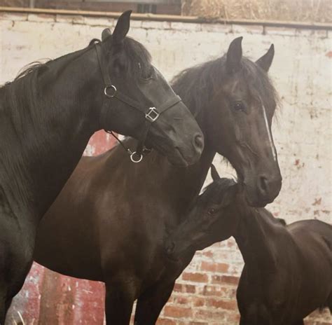 raven   family  rein tv show cute horses pretty horses