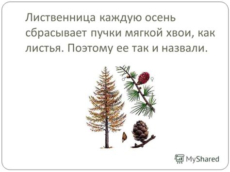 Презентация на тему: "Урок 20. Хвойные и цветковые растения. У хвойных ...