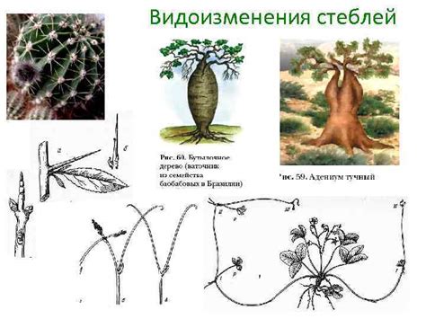Стебель Функции стебля Рост стебля