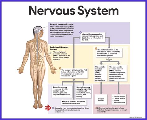 Nervous System Anatomy and Physiology | Nervous system anatomy, Nervous ...