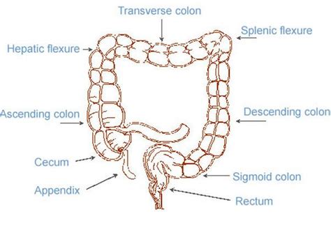 What is Splenic Flexure Syndrome? (With images) | Colorectal ...