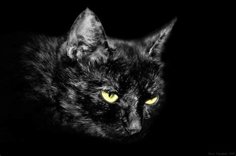 Фото Голова чёрной кошки