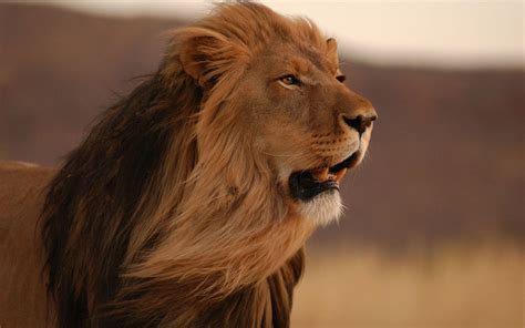 male lion wallpaper