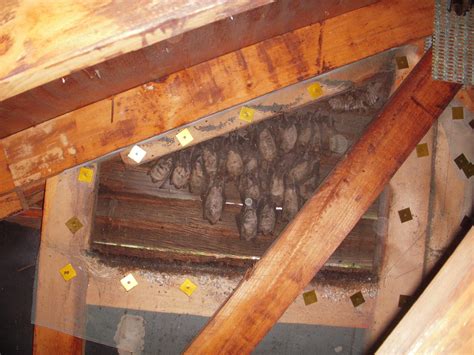 What are the Dangers of Bats? - Covenant Wildlife