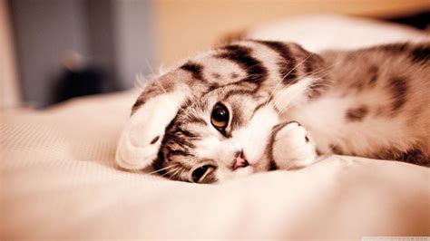 1366X768 Cat Wallpapers - Top Free 1366X768 Cat Backgrounds ...