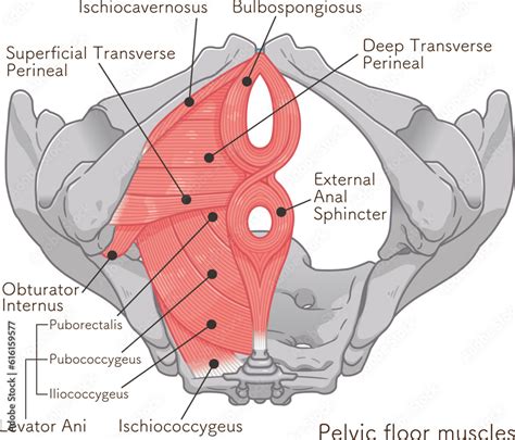 pelvic floor muscles stock vector adobe stock