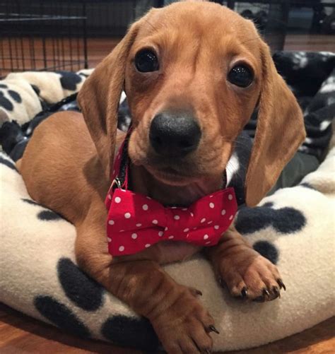 Weenie Dogs, Dachshund Puppies, Dachshund Love, Doxie, Cute Puppies ...